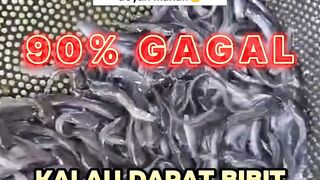 90% Gagal Total kalau dapat bibit lele sortiran terakhir