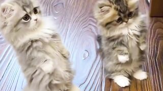 Treat Time Activation Mode