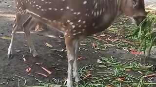 Rusa lagi makan