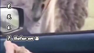 ada aja kalakuan hewan bumi