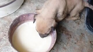 Baby dog 3