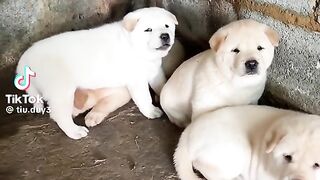Cute little puppies