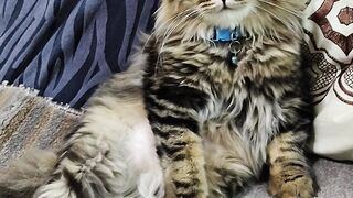 My Tommy