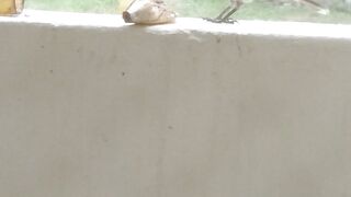 Bird feeding