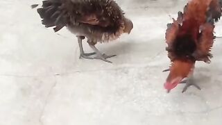 Ayam yang menawan