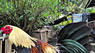 Gamefowl Breeder