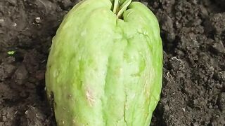 Bibit Labu Siam Akhirnya Bertunas Setelah 9 Hari! 🌱