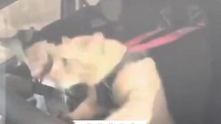 Cat&dog 2