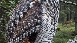 My Owls Baby