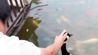 The swans were shocked, they had never seen anything swim this fast before😅