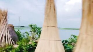 Village Paths, Cool Breeze from the Wetlands & the Golden Scent of Jute — This Is Where Bengali Life Truly Lives! 🌿✨