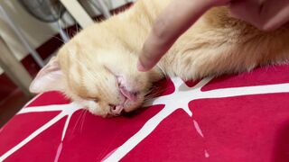 Sleep cat 3