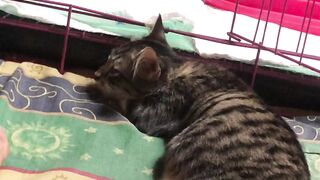 sleep cat