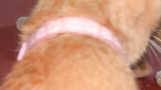 Cat meow 2