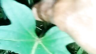 A very special climbing plant
