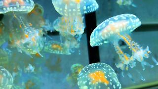 White Spotted Jellyfish Swimming in Aquarium Water Close Up 4K Vertical