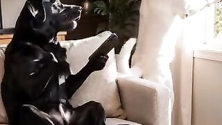 Funny video
