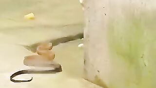 Fight between cat and snake