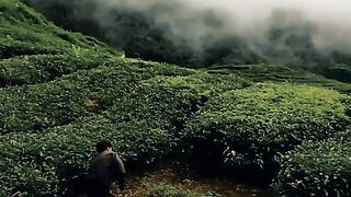 view of green tea and mist