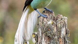 Amazing the bird