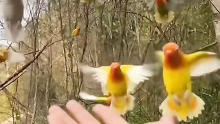Amazing Video 41
