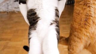Funny Cats Acting Like Humans 😹🐱 | Hilarious Cat Moment