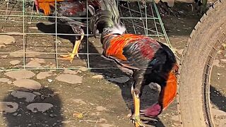 Gamefowl