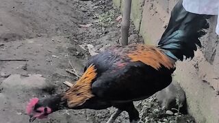 Gamefowl 2