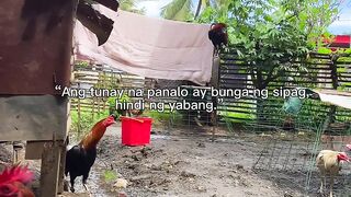 Fiipino quotes
