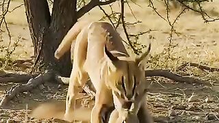 Animal video 21