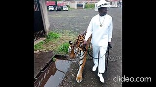 TIGER PET