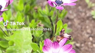 Beautiful Real Plant 🪴