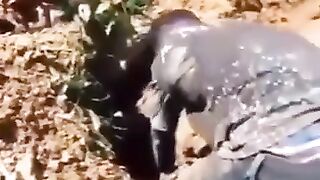 Dog in fight with his owner
