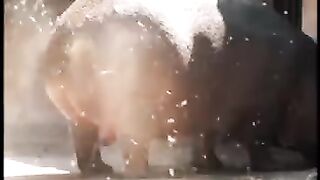Animal video 22