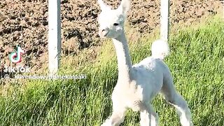 Small Animals