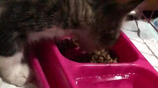 the cat 2