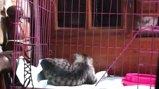 the cat 3