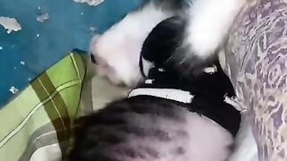 the name is cacil