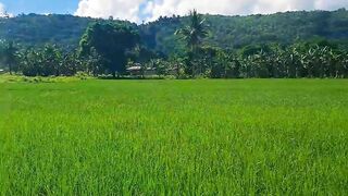 Barili Cebu Rice Field