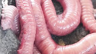 Palm worms, shrimp fishing bait