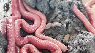 Palm worms, shrimp fishing bait 2