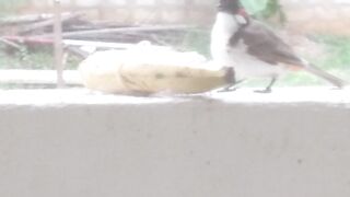 Bird feeding 2