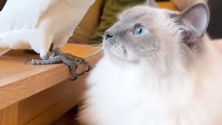 A talking parrot with a white beautiful cat