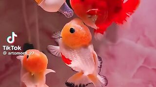 So Cute Fishes