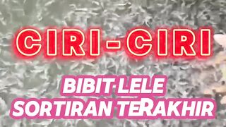 Ciri-ciri bibit lele sortiran terakhir