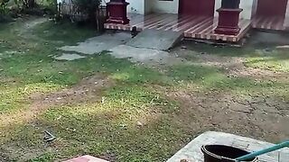 Bersih bersih halaman