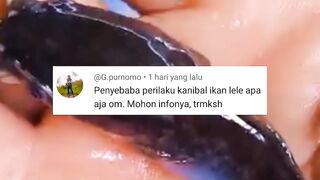4 Penyebab UTAMA ikan lele KANIBAL