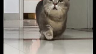 Cat in the house