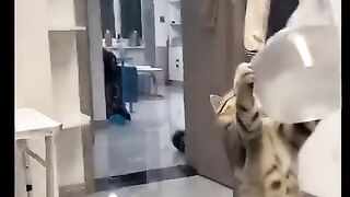 Cái kết bất ngờ: phút ngẫu hứng đáng yêu nhất trong ngày #shorts #funny #tramvuive  #caiketbatngo