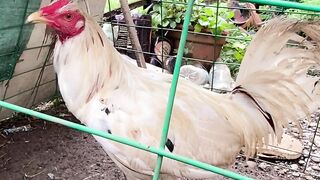 Manok na puti